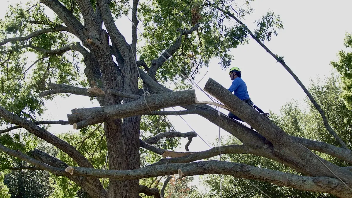 Professional Crown Thinning performed by certified arborists in Briceville