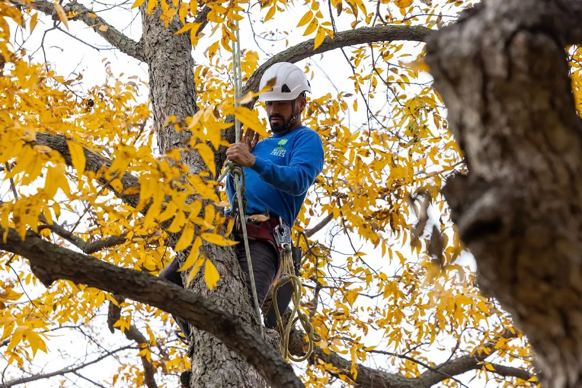 Skilled Tree Pruning crew working in Briceville