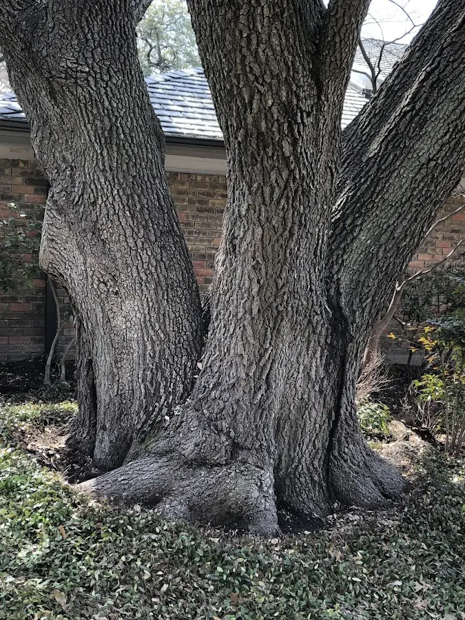 Mature heritage tree close to a Briceville property cared for by certified arborists