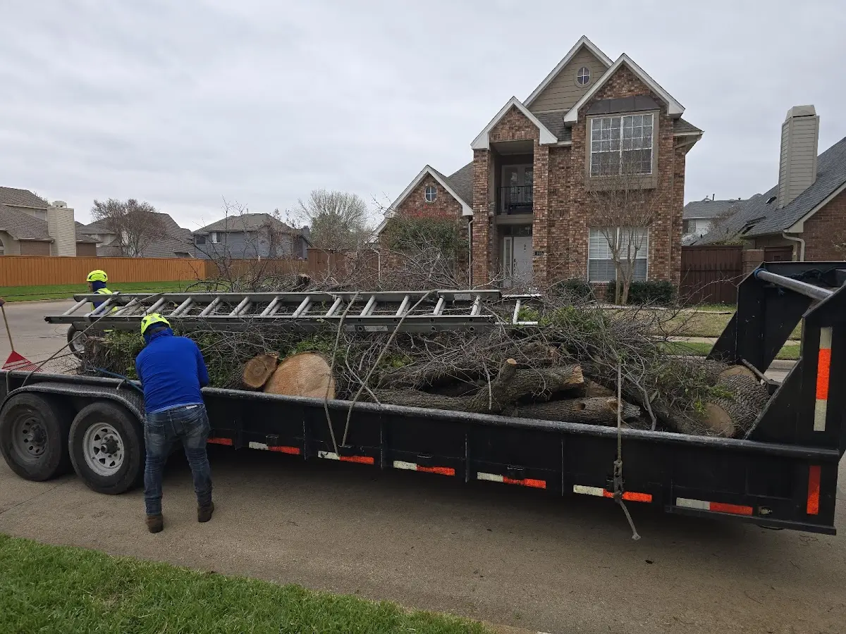 Expert Tree Pest Control with proper safety equipment in Briceville
